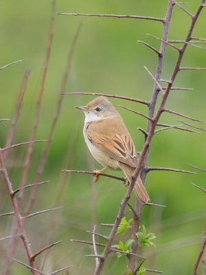 Whitethroat